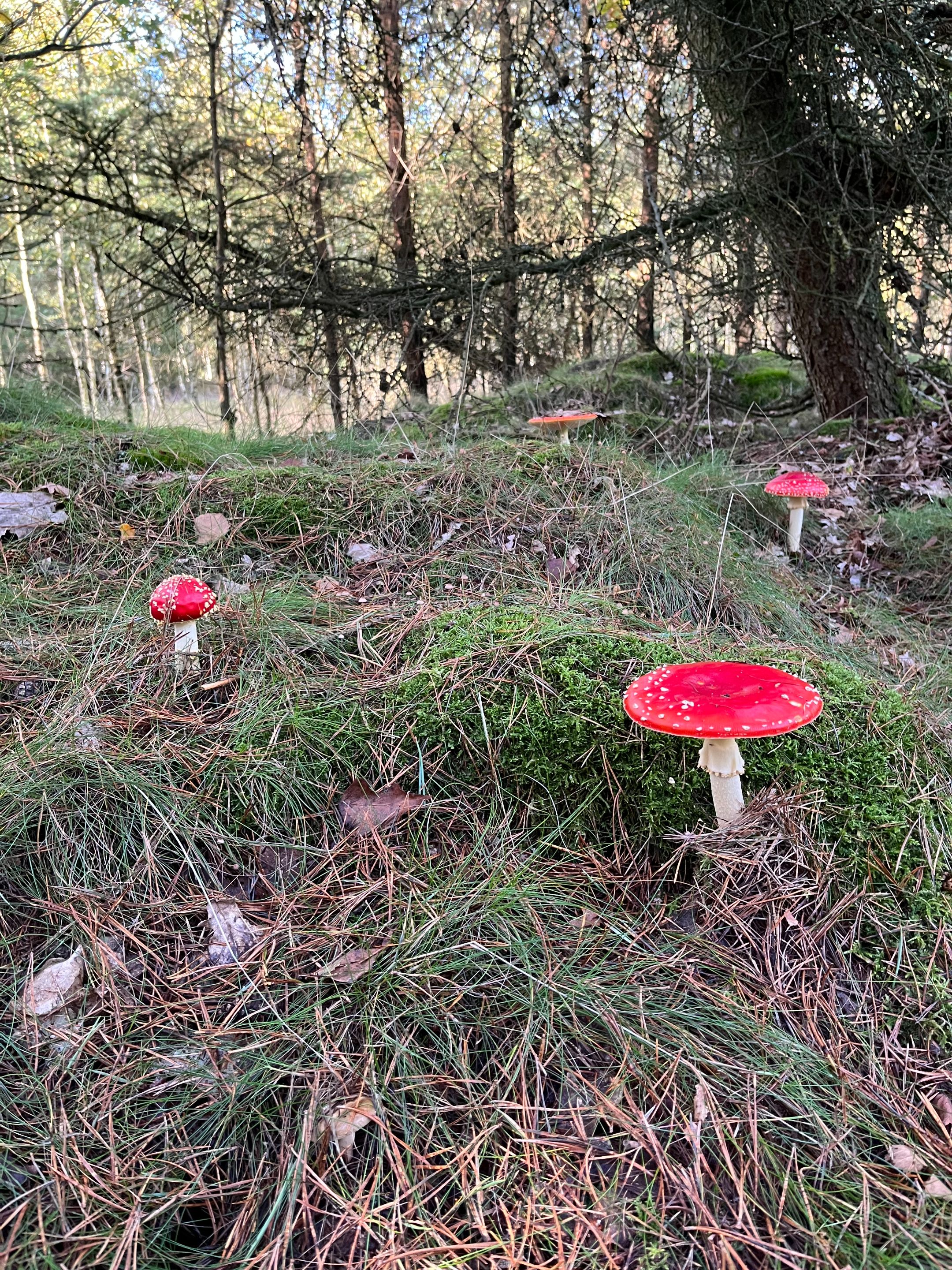 IMG_5066.JPEG