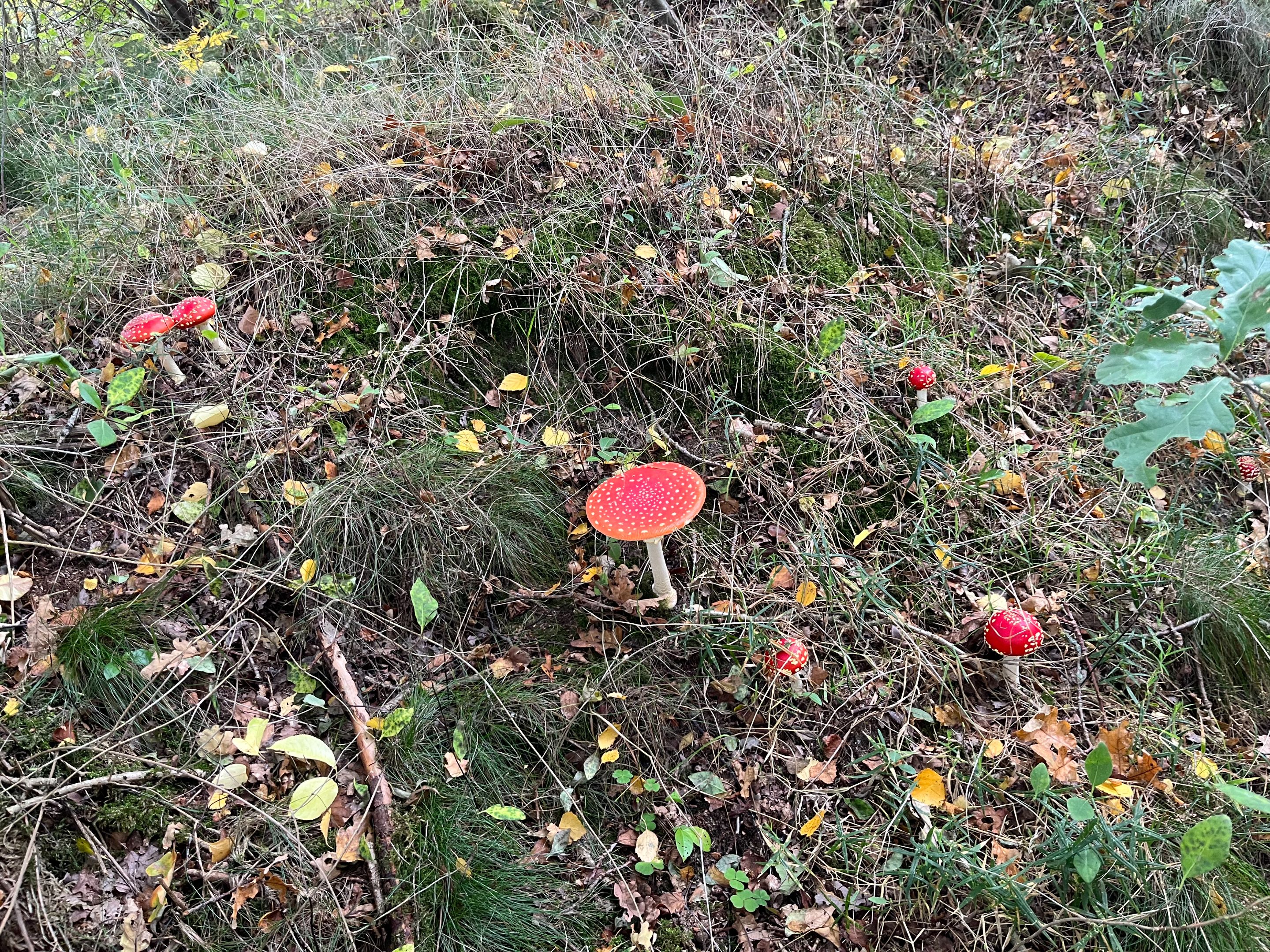 IMG_5093.JPEG