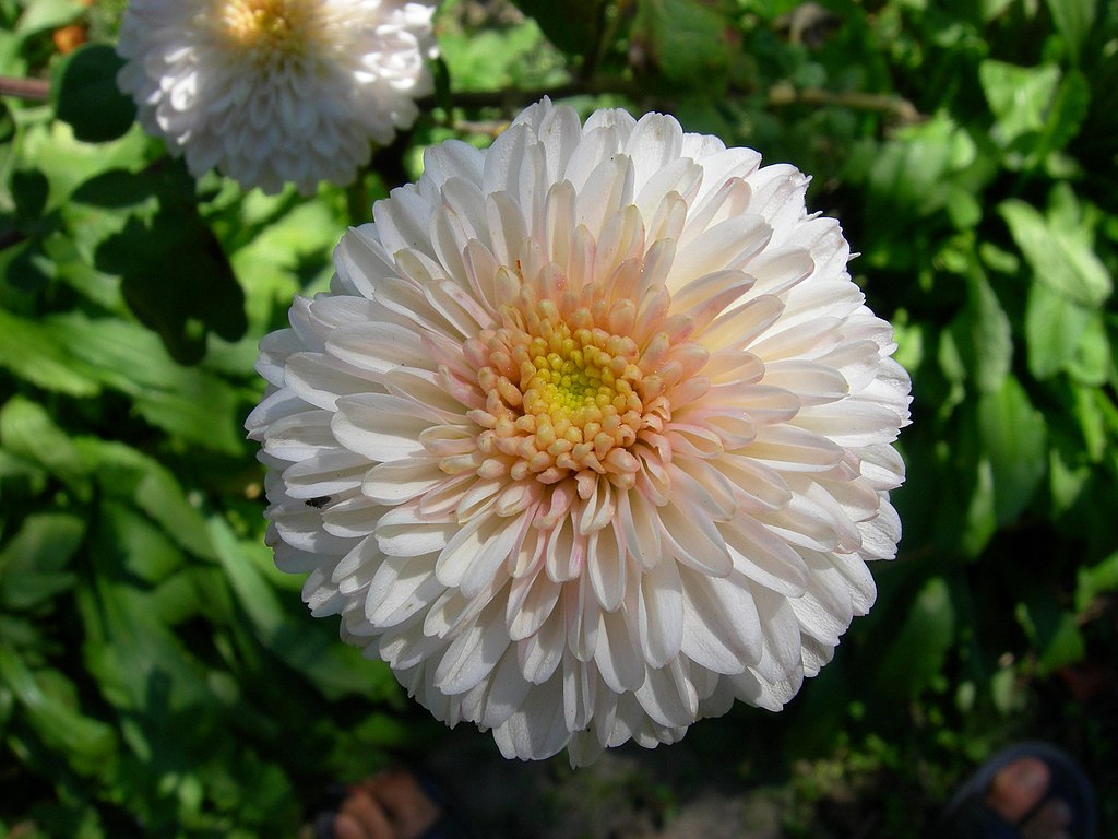 1024pxWhite_Chrysanthemum_Flower_213142179.jpeg