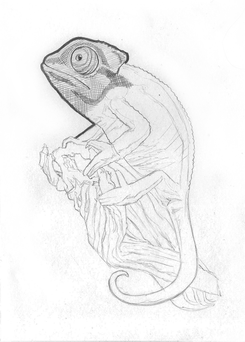 chameleon by baptisttadg.gif