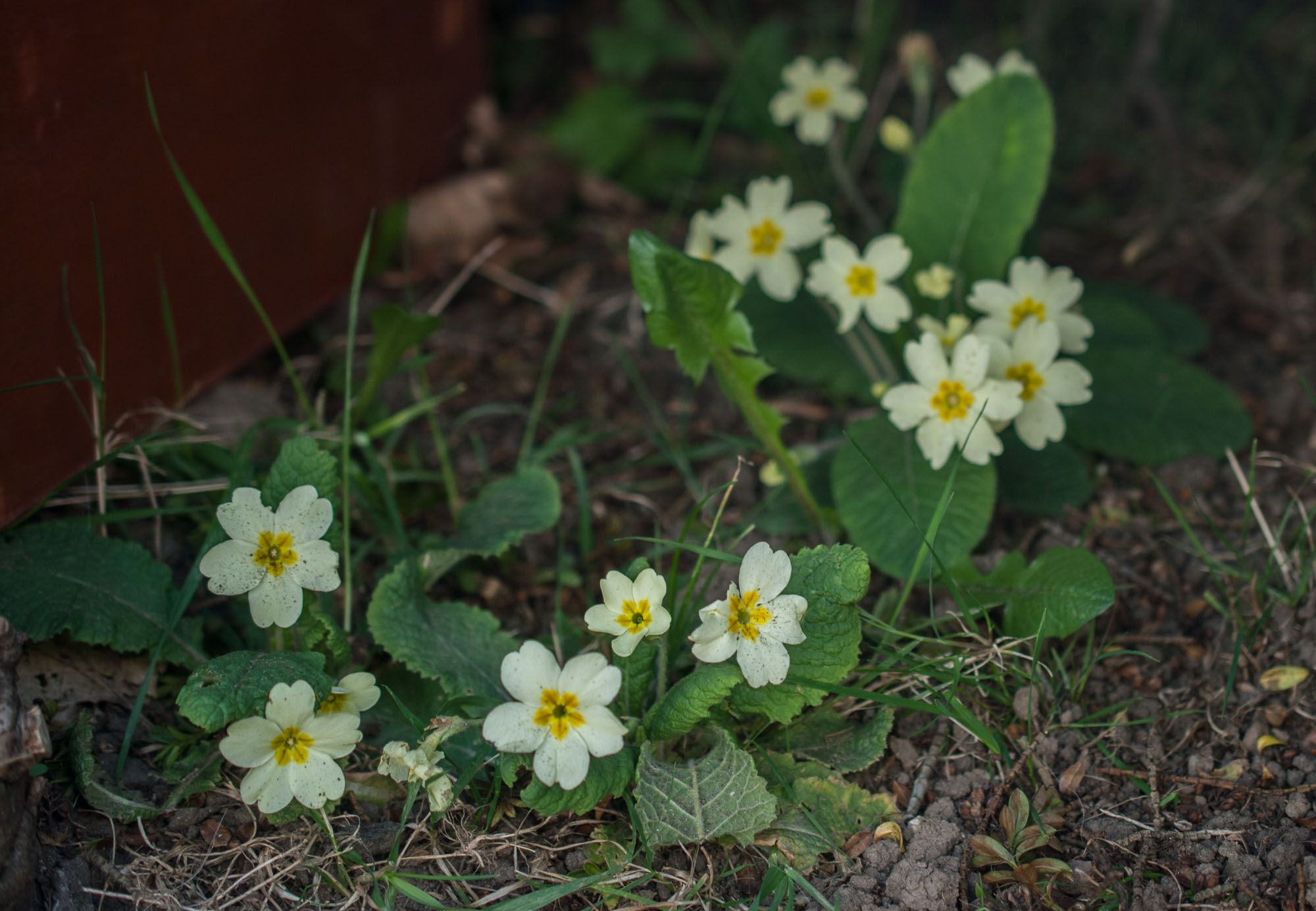 primrose.jpg