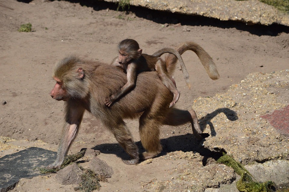 baboon-219782_960_720.jpg