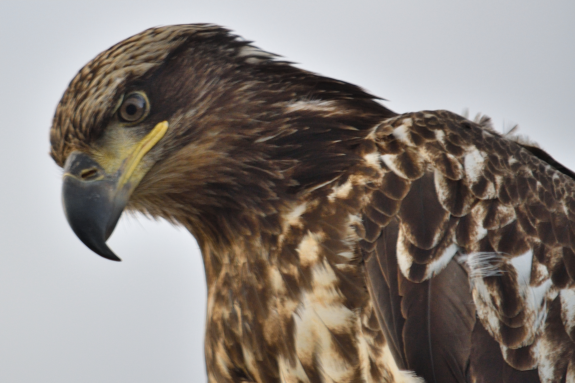eagle 3.png