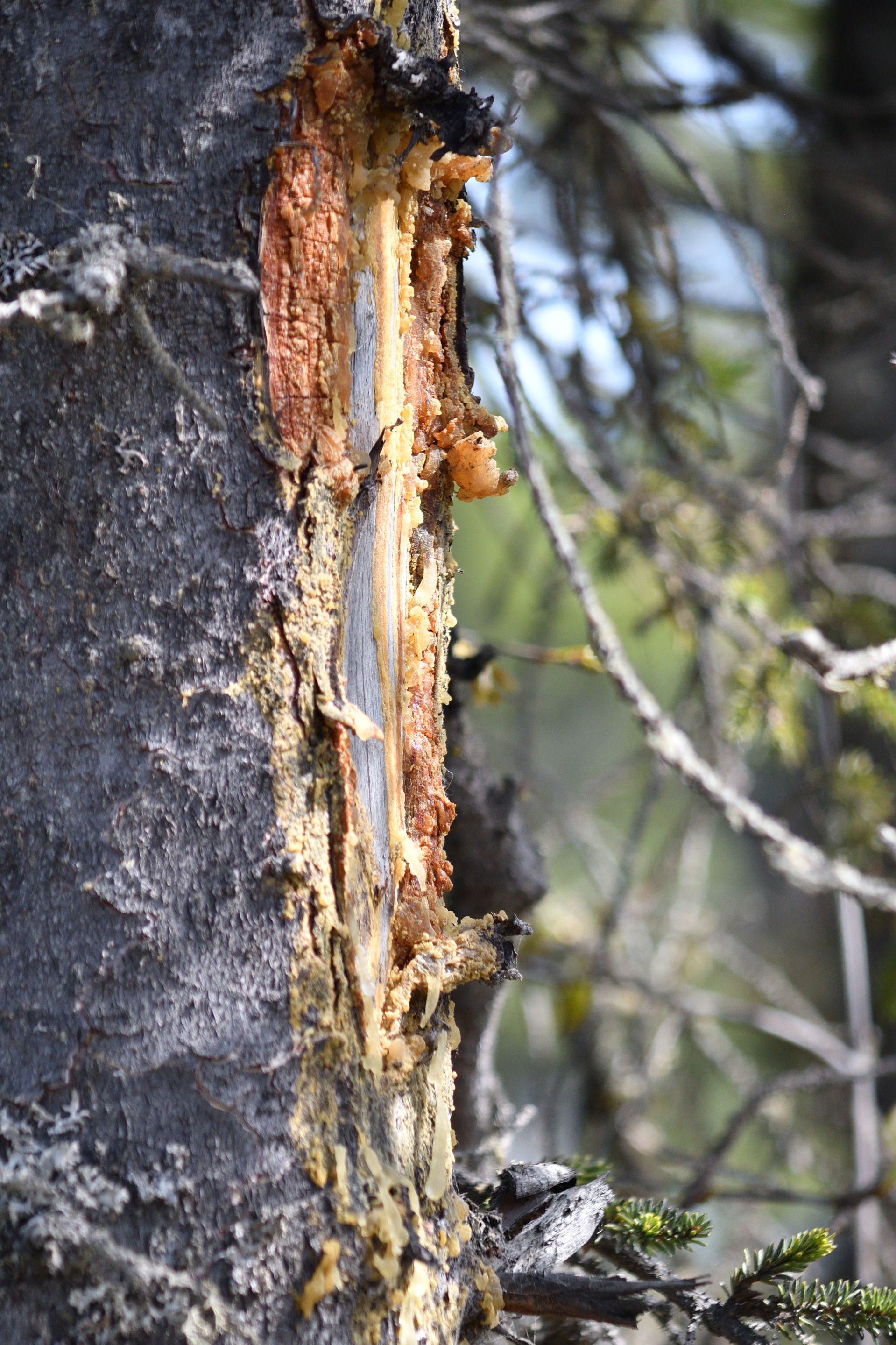 DSC_9707 Copy wounded tree.jpg