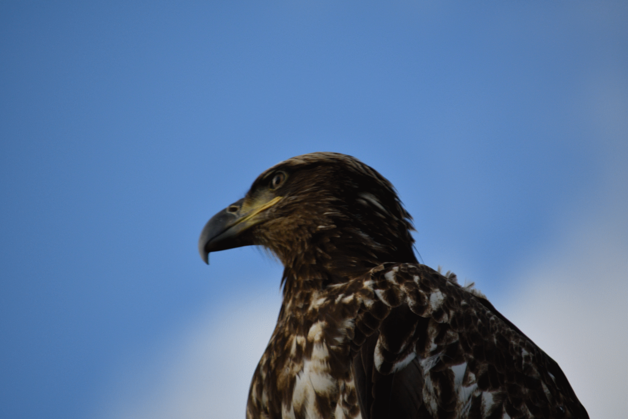eagle 1.png