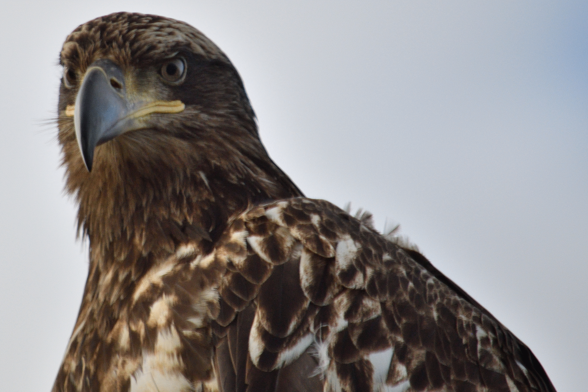 eagle 4.png