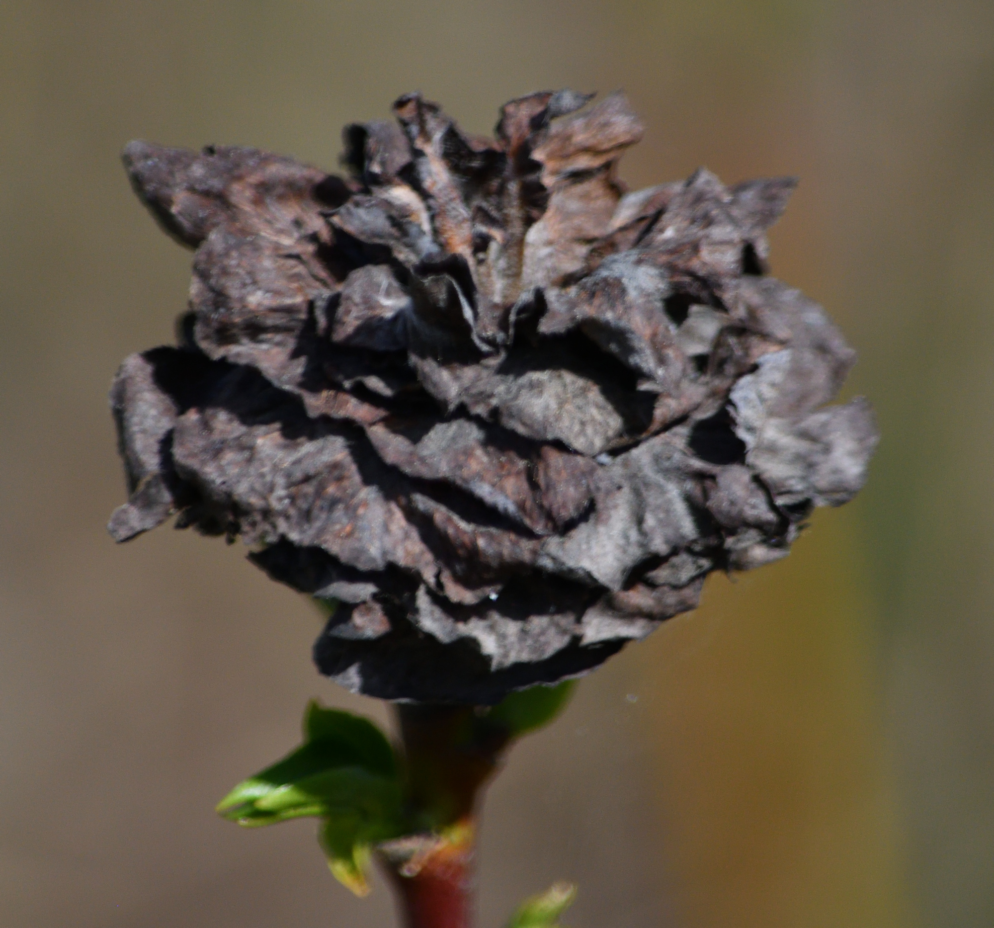 willowrosegalupload.jpg