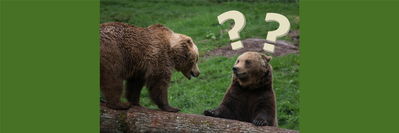 BEAR_MARKET_IMG_1347.jpg