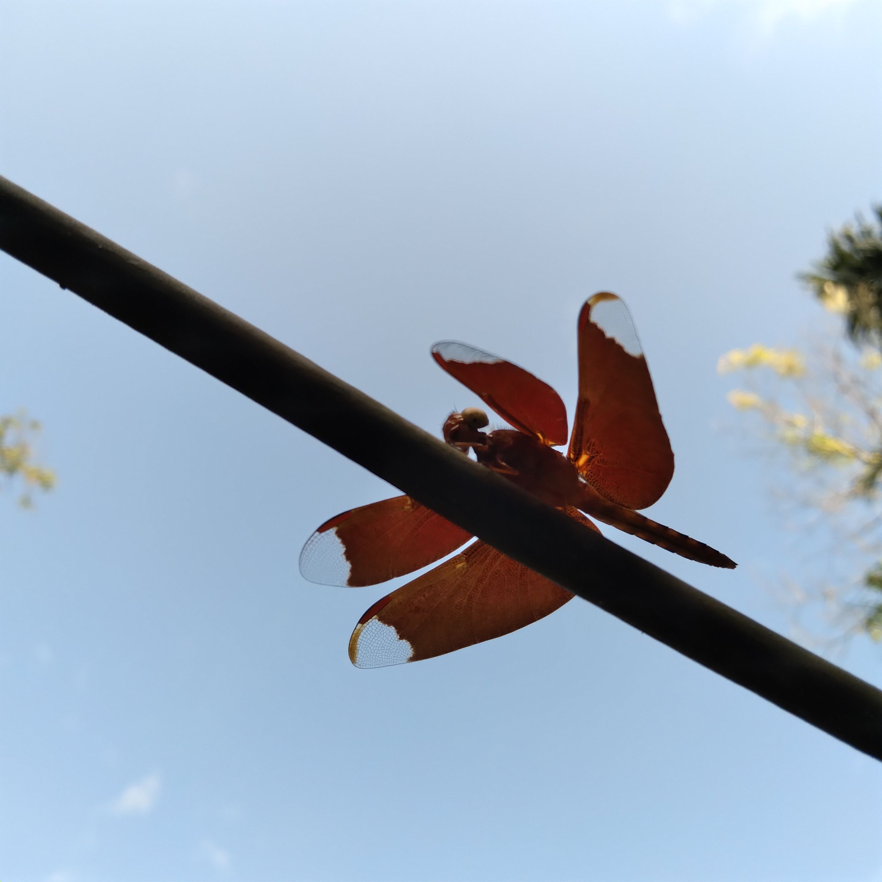 dragonfly.jpg