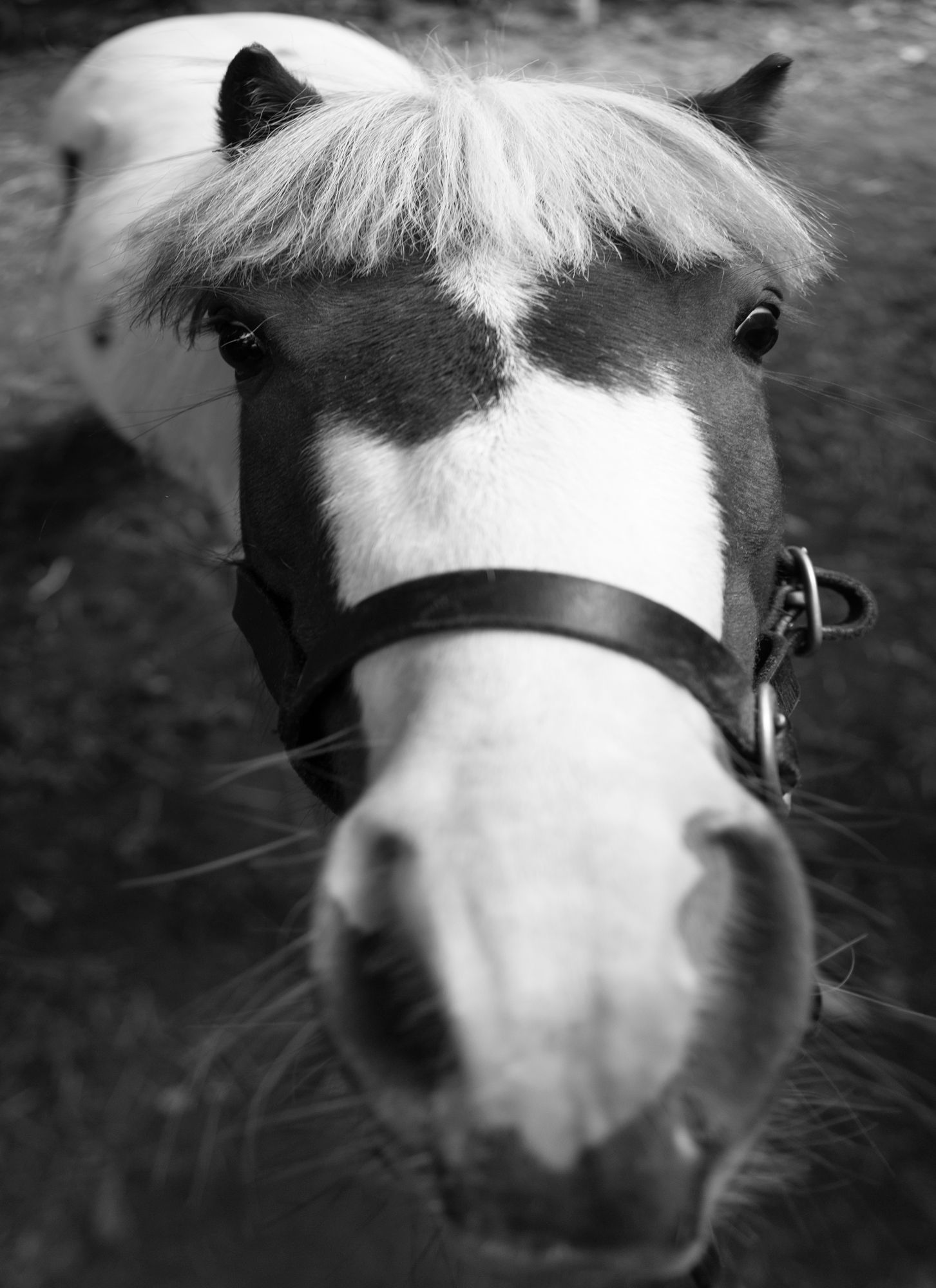 pony-52-bw.jpg