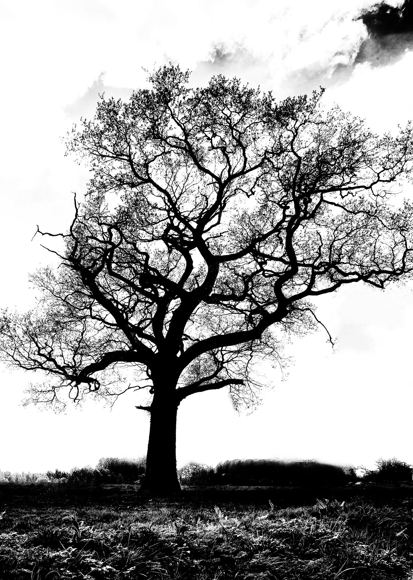 tree-5-v3.jpg