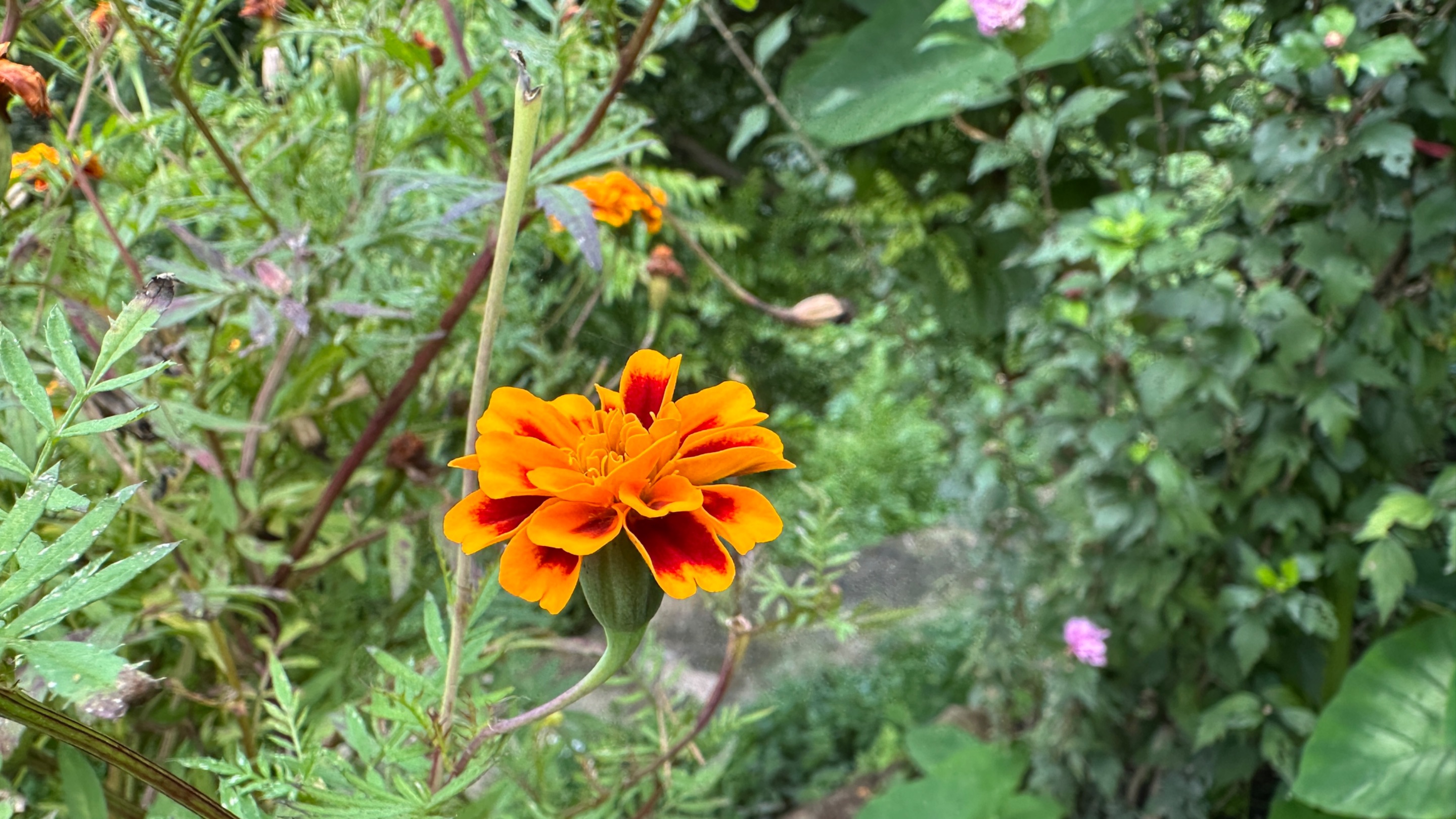 IMG_6258.jpeg