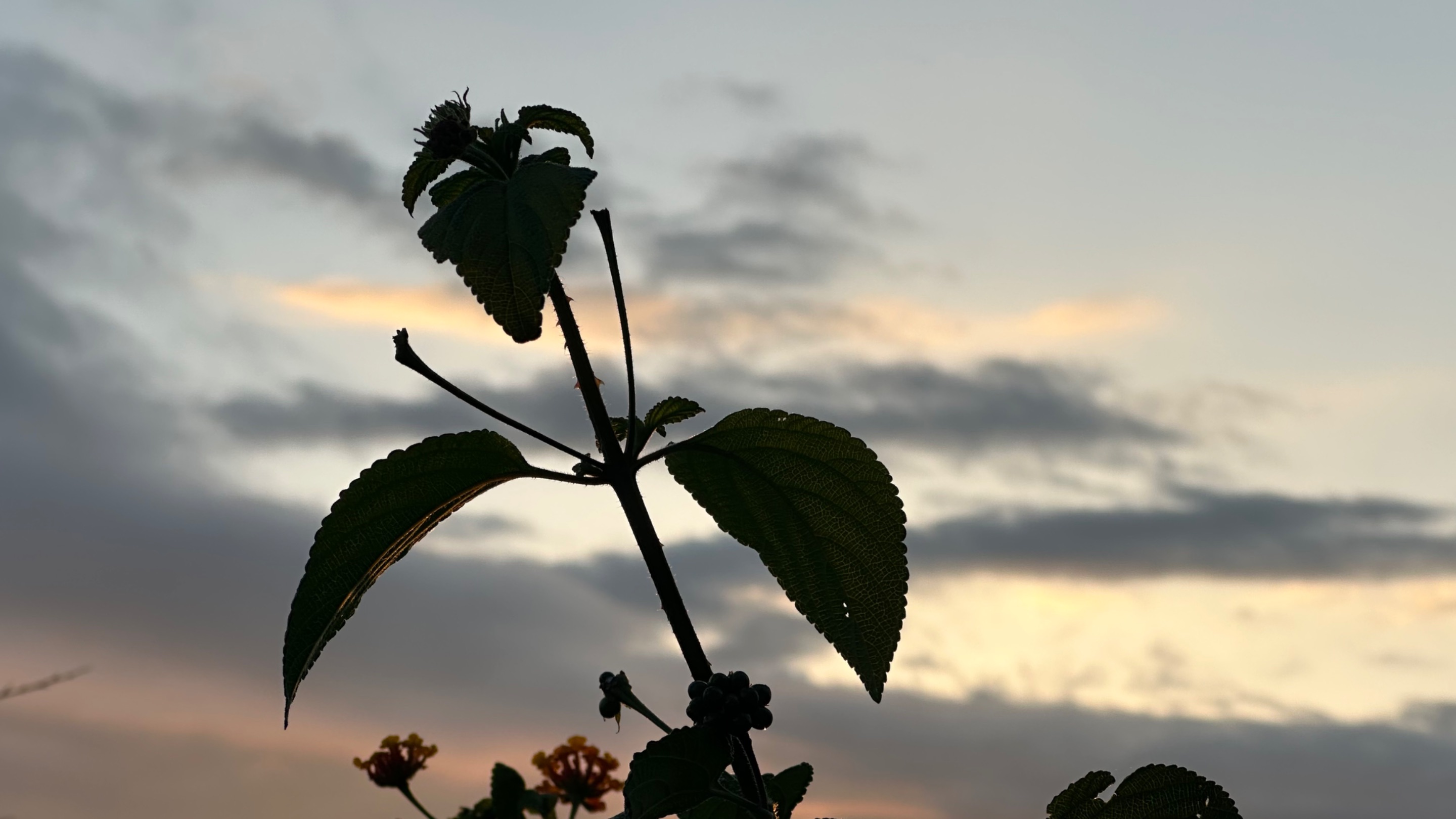 IMG_4784.jpeg