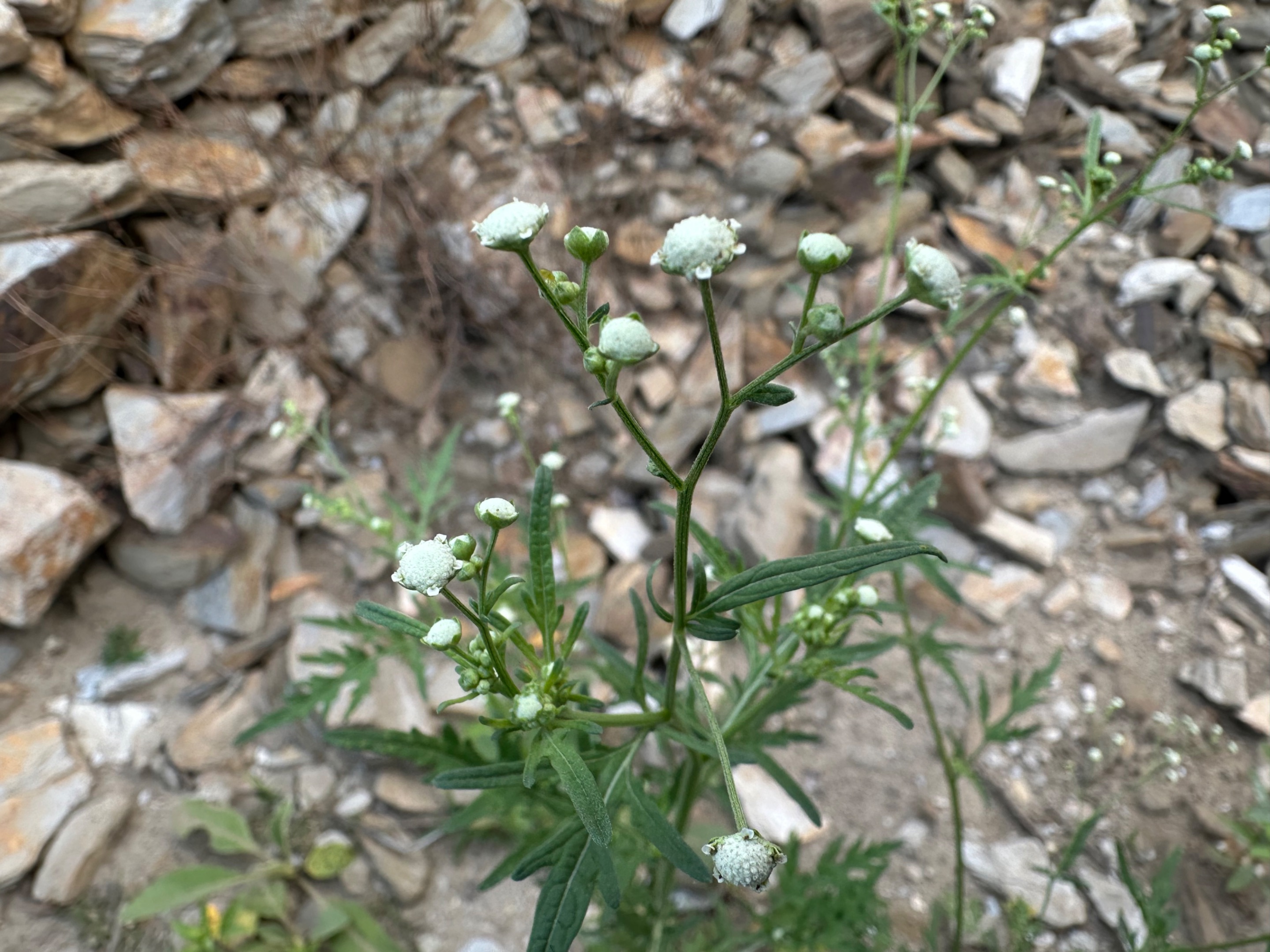 IMG_4031.jpeg