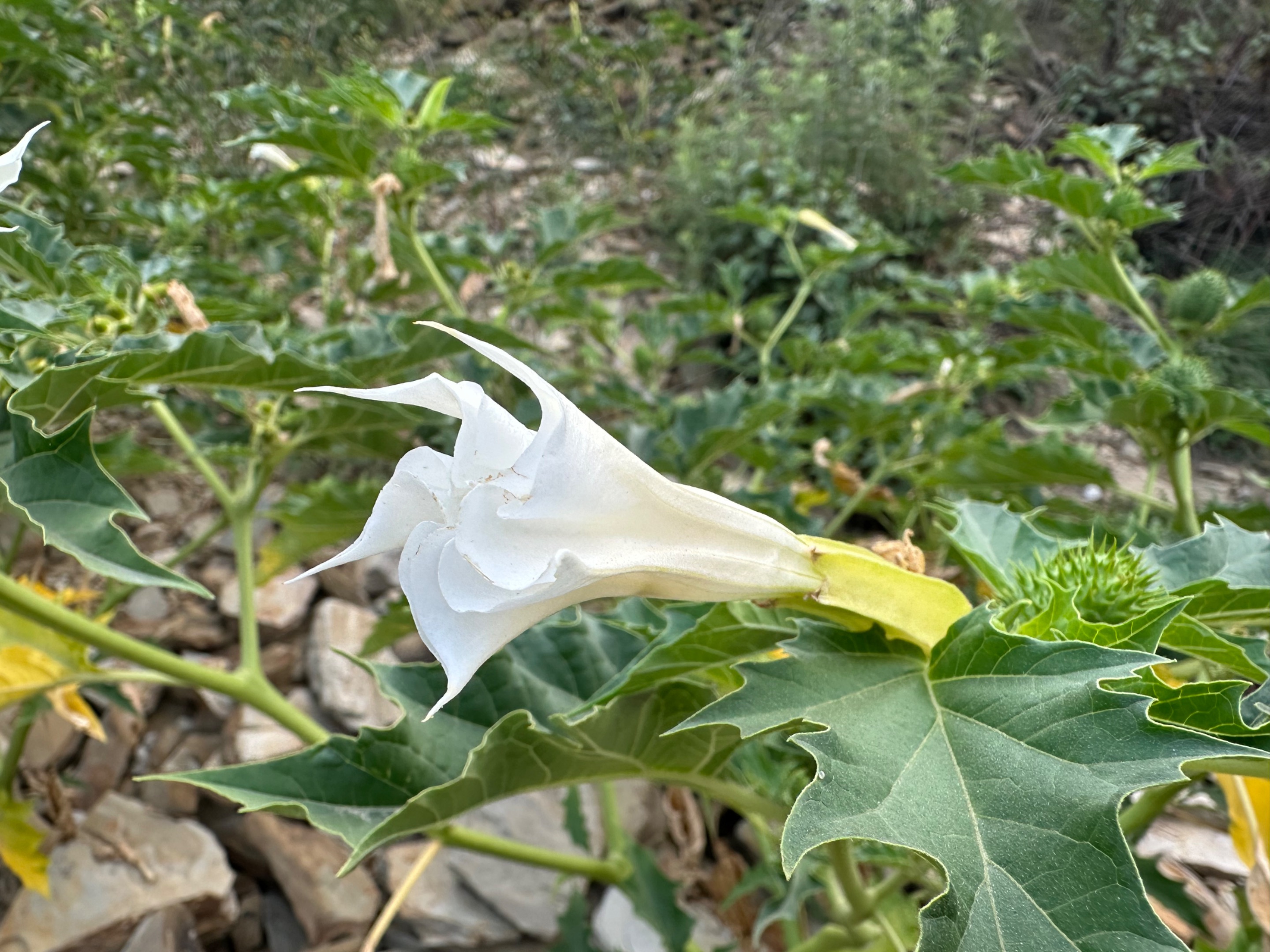 IMG_4027.jpeg