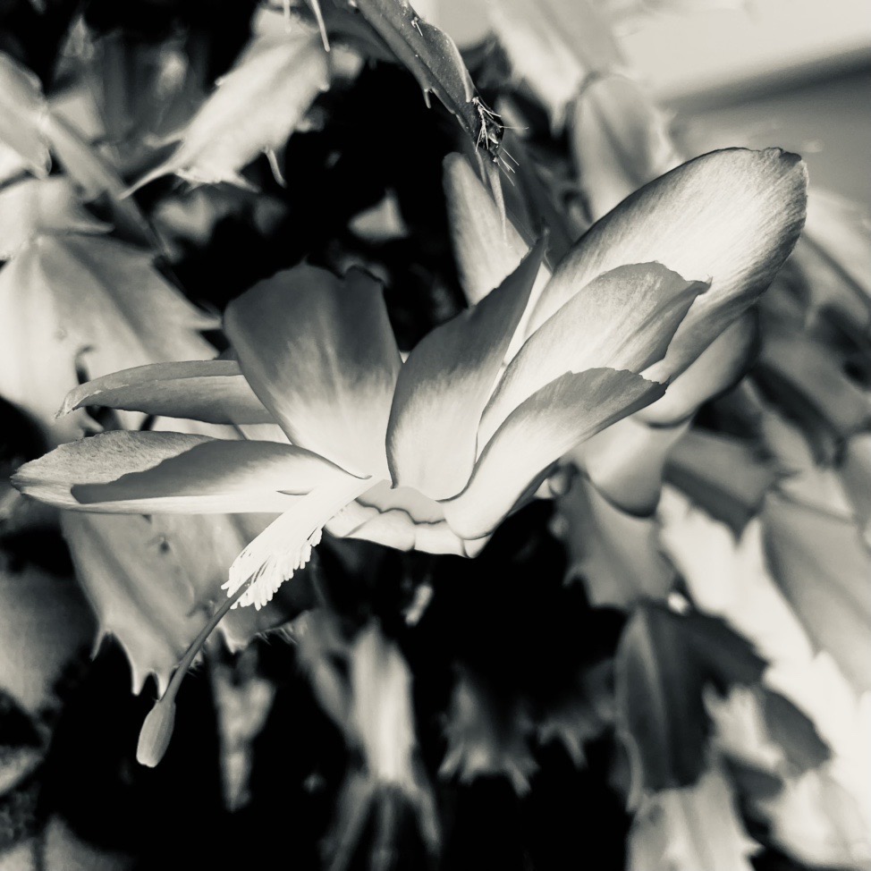 IMG_7684.jpeg
