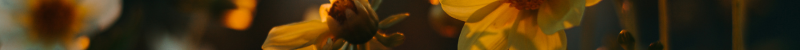 separador flores.png