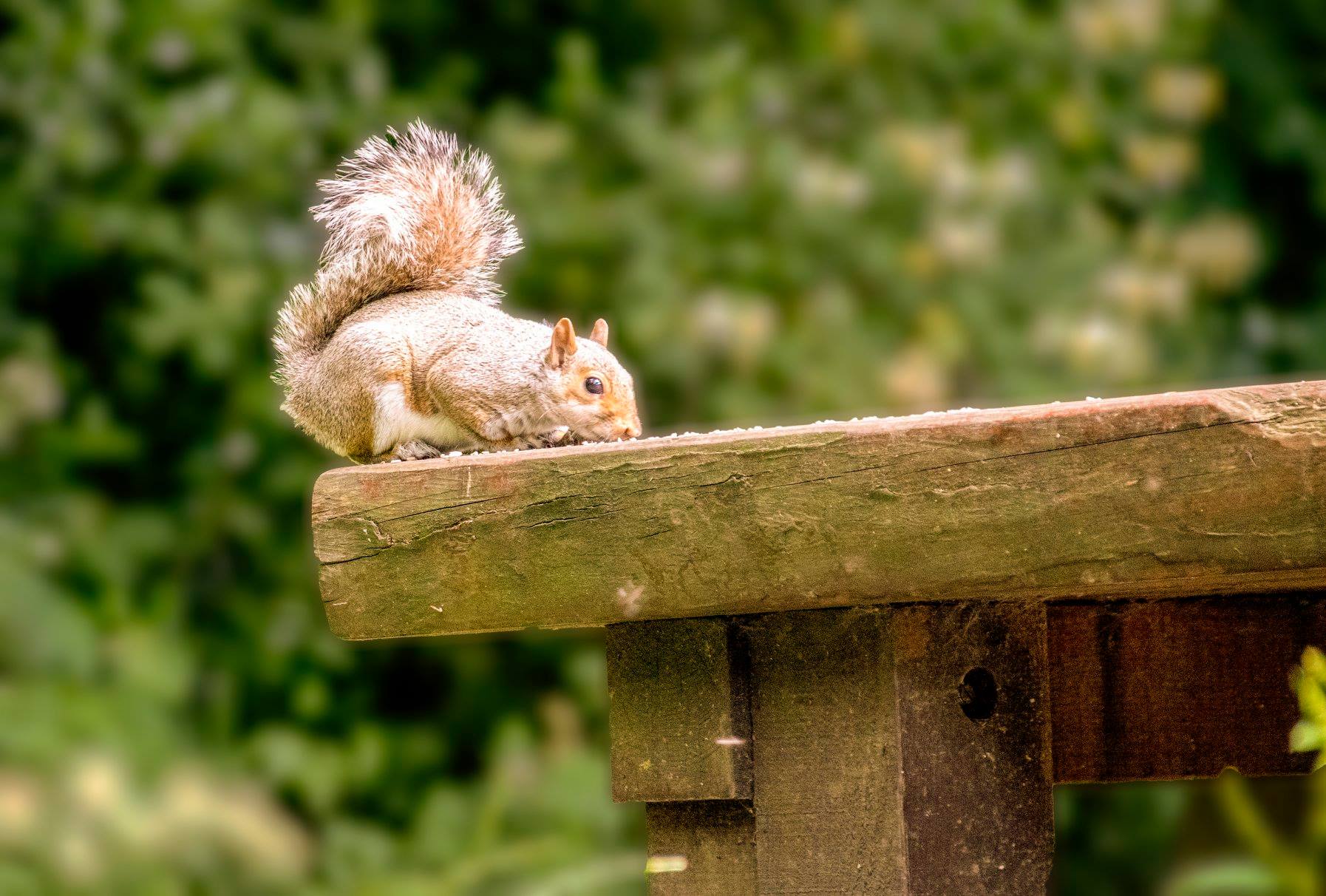 squirrel.jpg