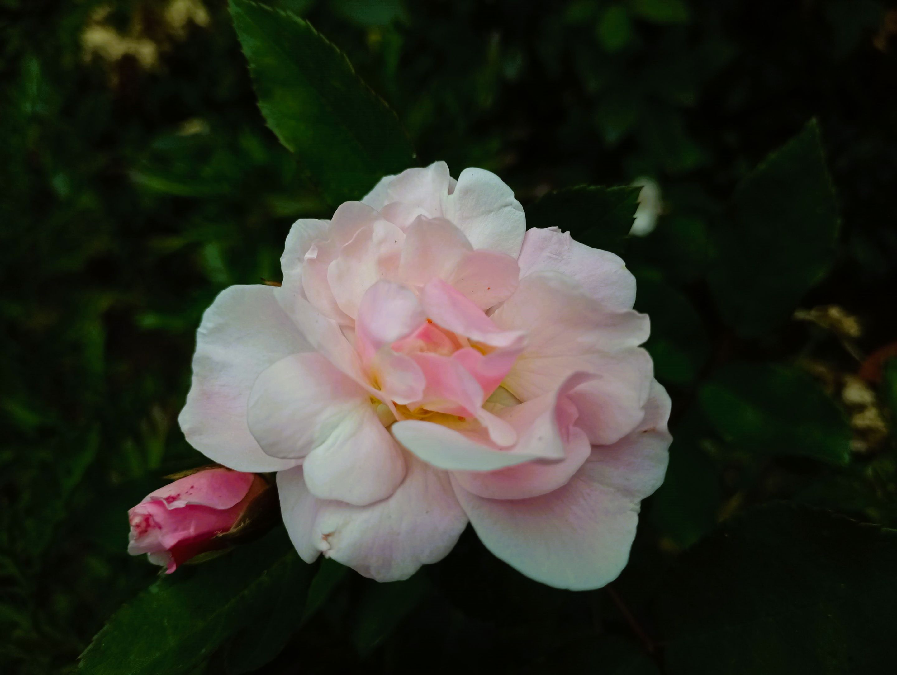 I took a few cuts from this rose, too, and stuck them into the earth. 2 of 5 survived, and I gave them away as I don't have space left.