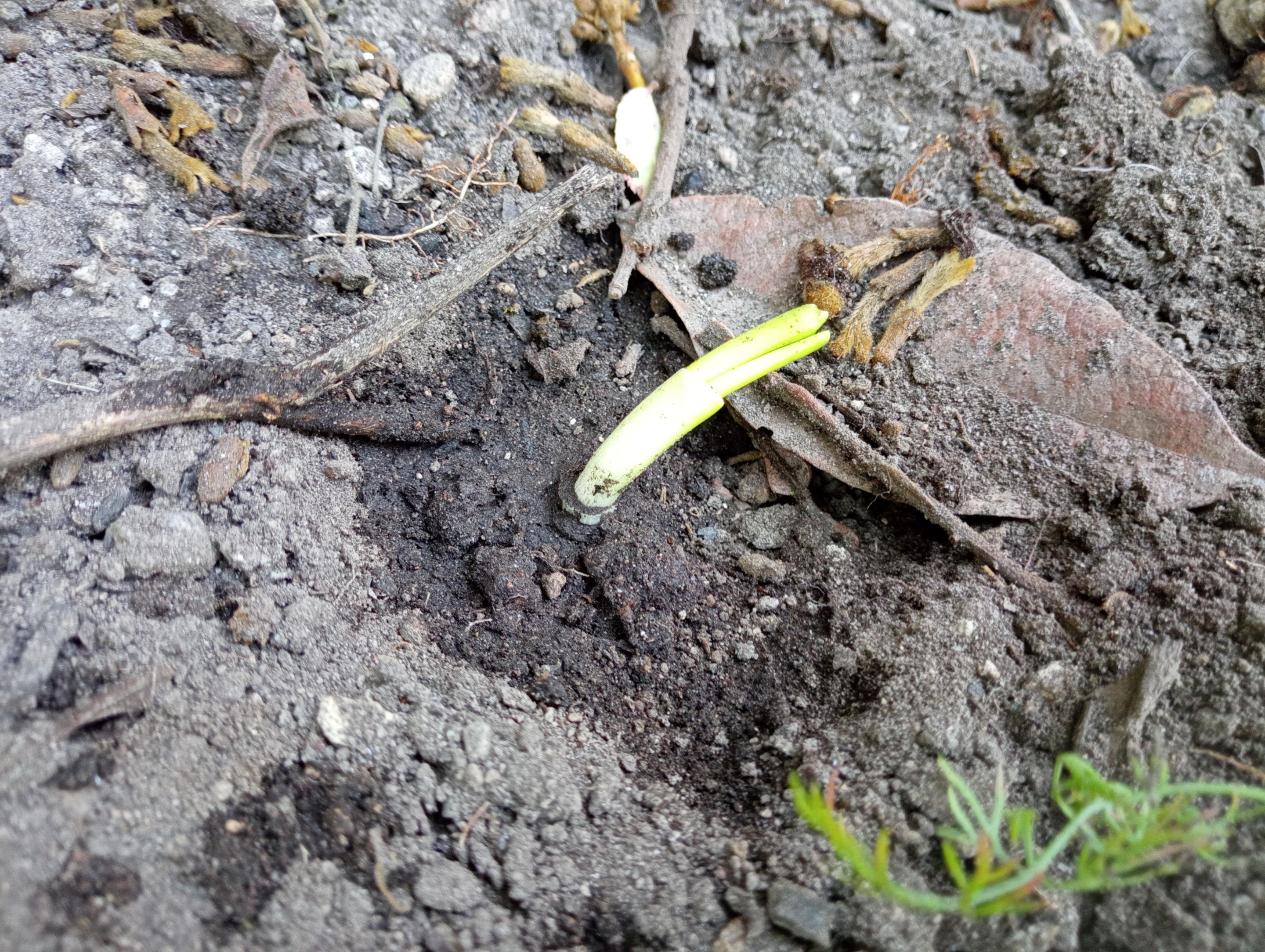 A freshly planted stump from a "long onion" (cebolla larga). This is the third time it grows - first time was before I bought it at the market, second time when I planted the stump and then harvested again. And there it is - still in it!