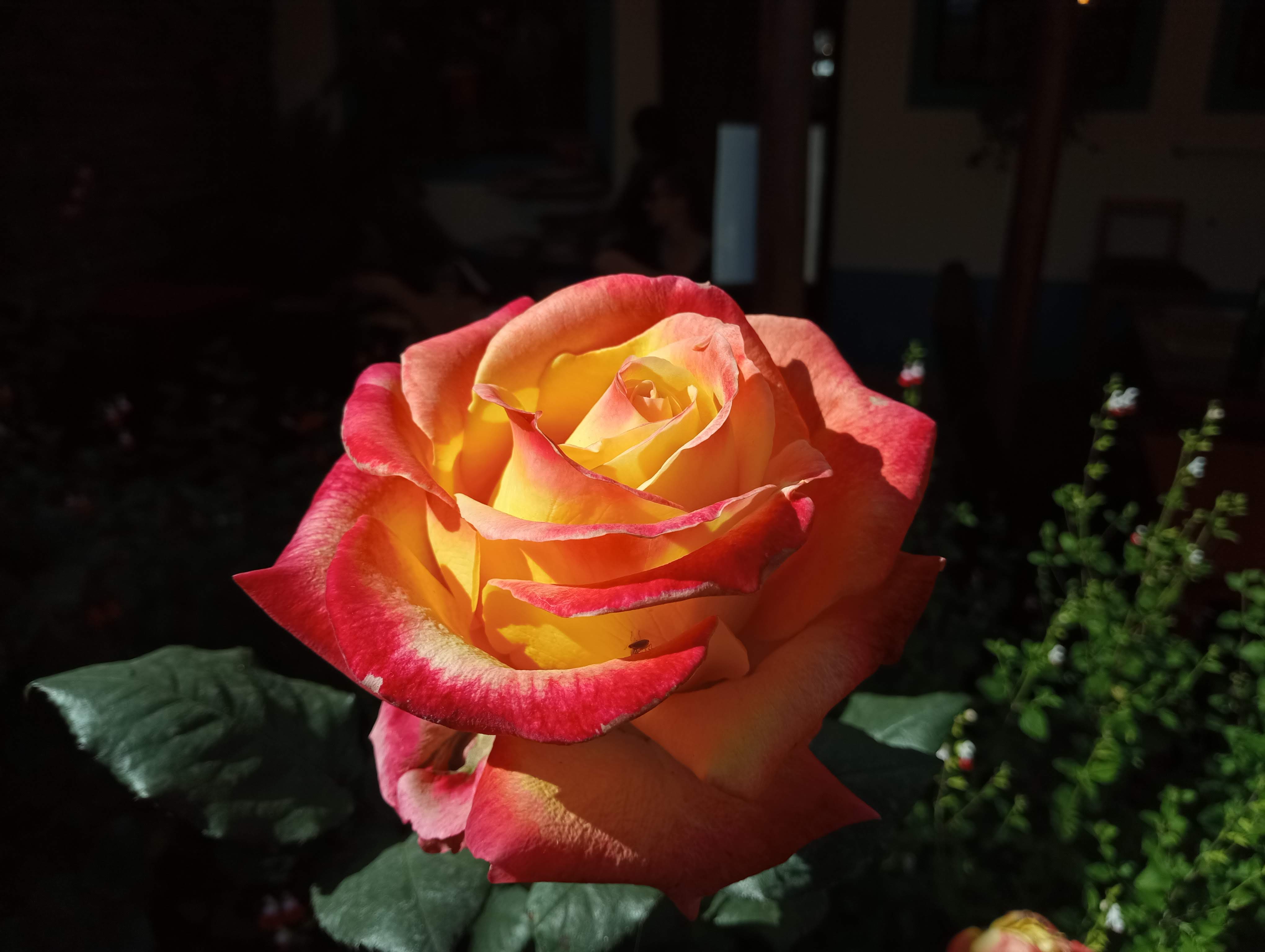IMG_20250725_152300.jpg