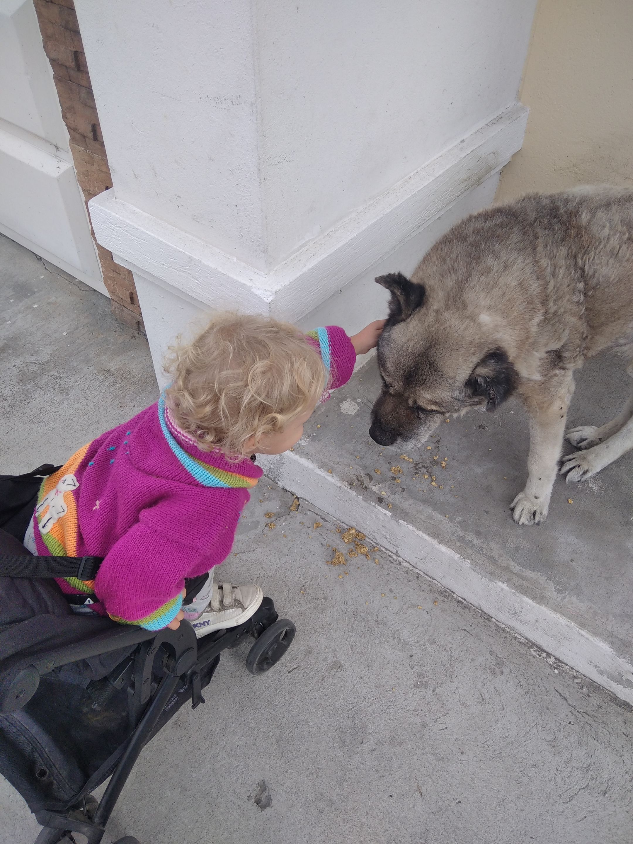 Lily petting Bear after giving him his spiked eggs.