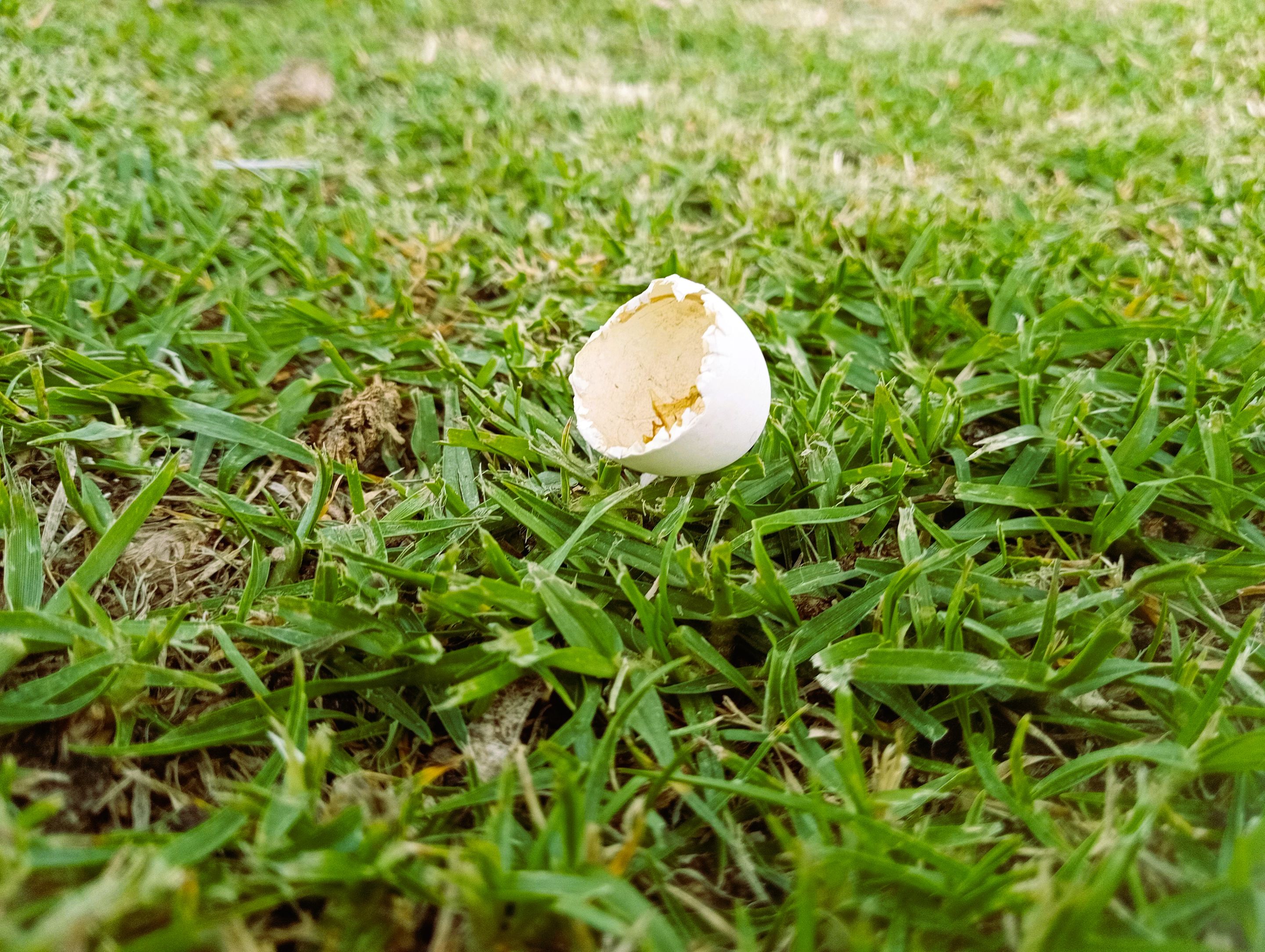 Are my plans hatched out yet?