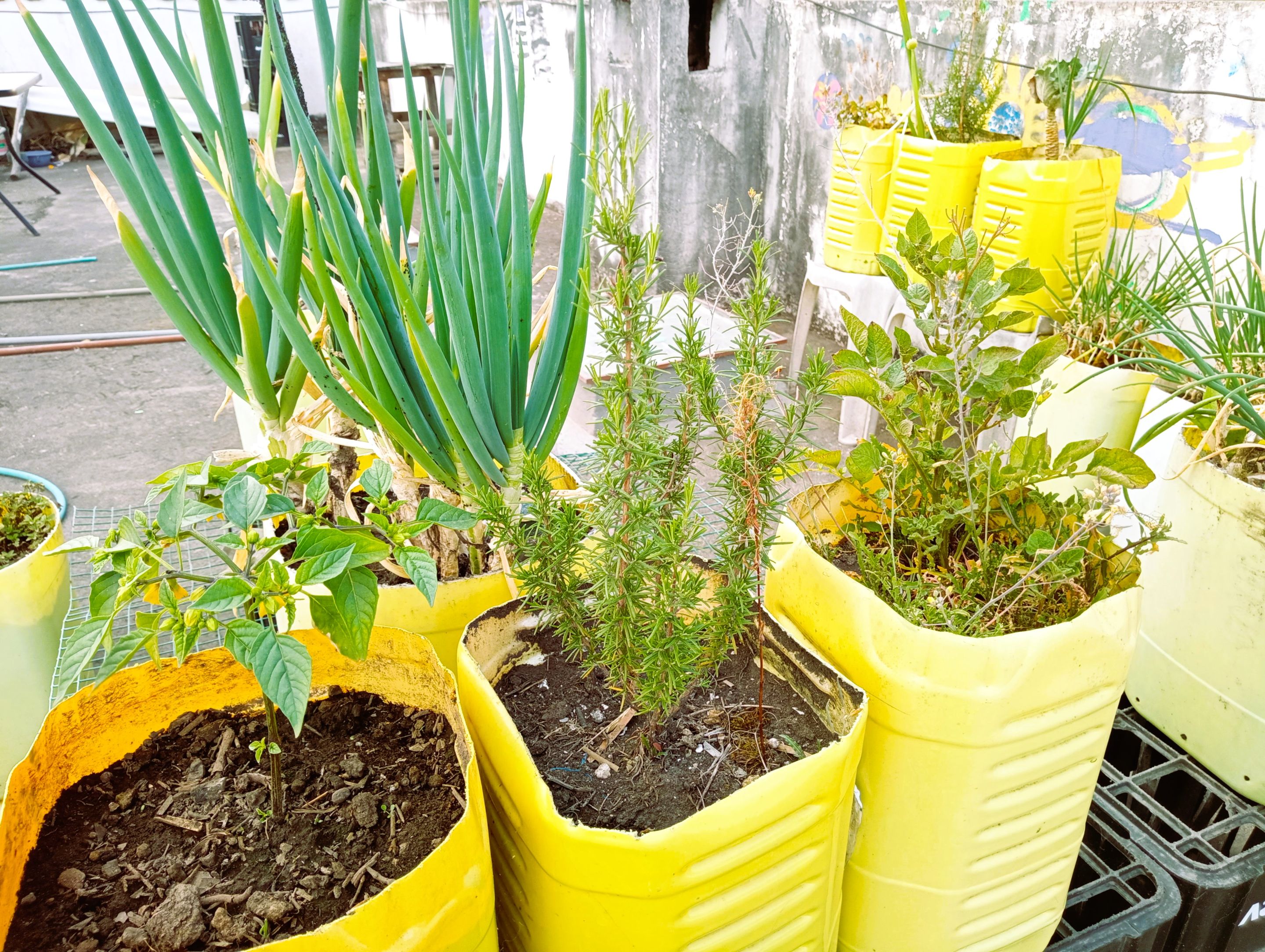 That's on the rooftop garden. I have two rosemary plants there in big 20l pots that I recycled from the restaurant, old frying oil bottles. I really have to write that post about my garden...