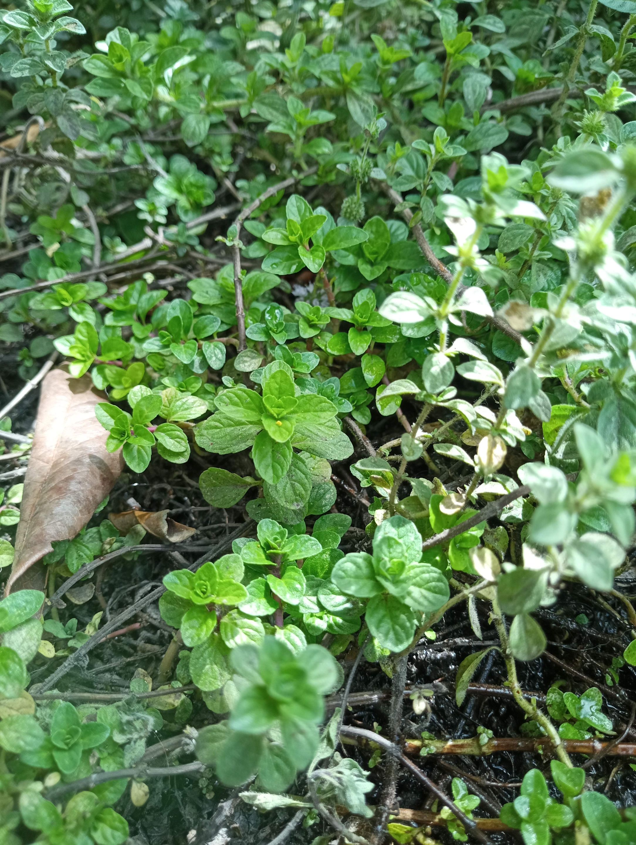 This mint doesn't really need help propagating.