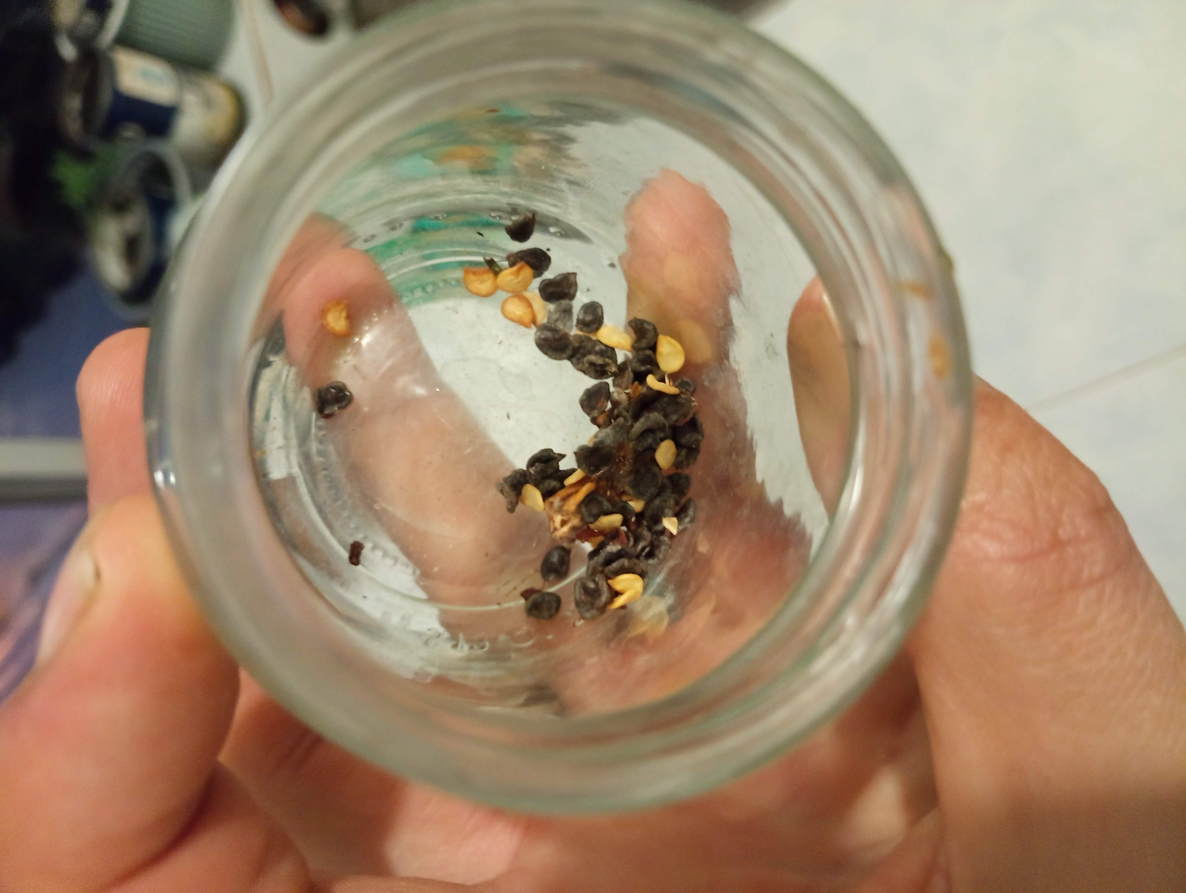 The black seeds are Rocoto, the really hot chili. The beige ones are seeds from a dried chili that I found in a bag of dried chilis. No idea if they'll sprout.