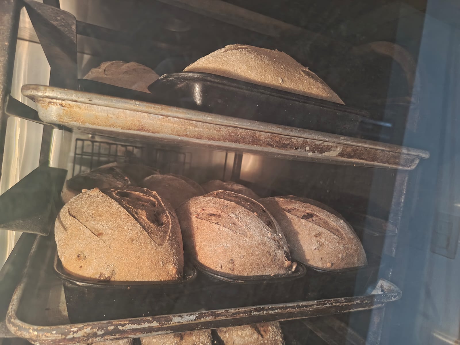 This batch of loaves went into the oven at perfect timing. It rose beautifully.