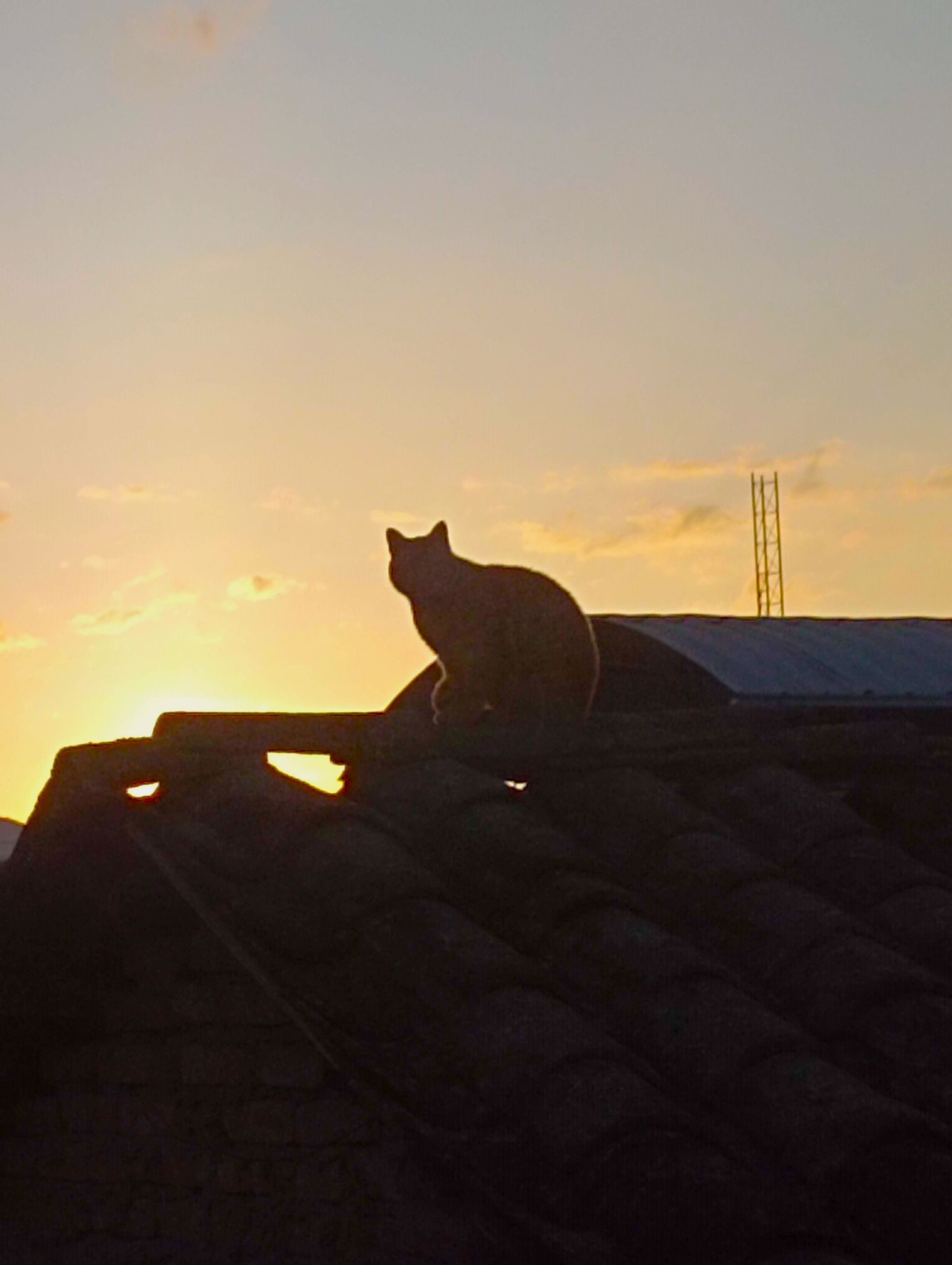 I'm glad that Nero is in real life, and not in-game. He'd probably start a fight with Tofu right away. He doesn't like other cats too much, especially not in his territory.