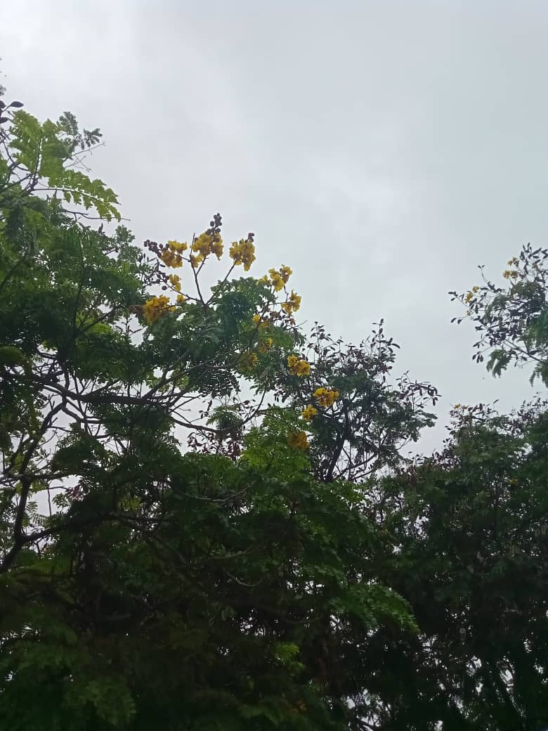 flores y más (11).jpeg