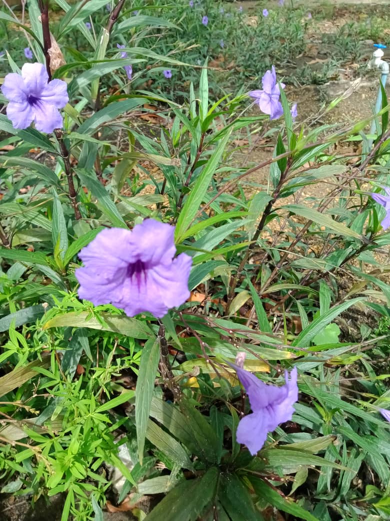 flores y más (7).jpeg