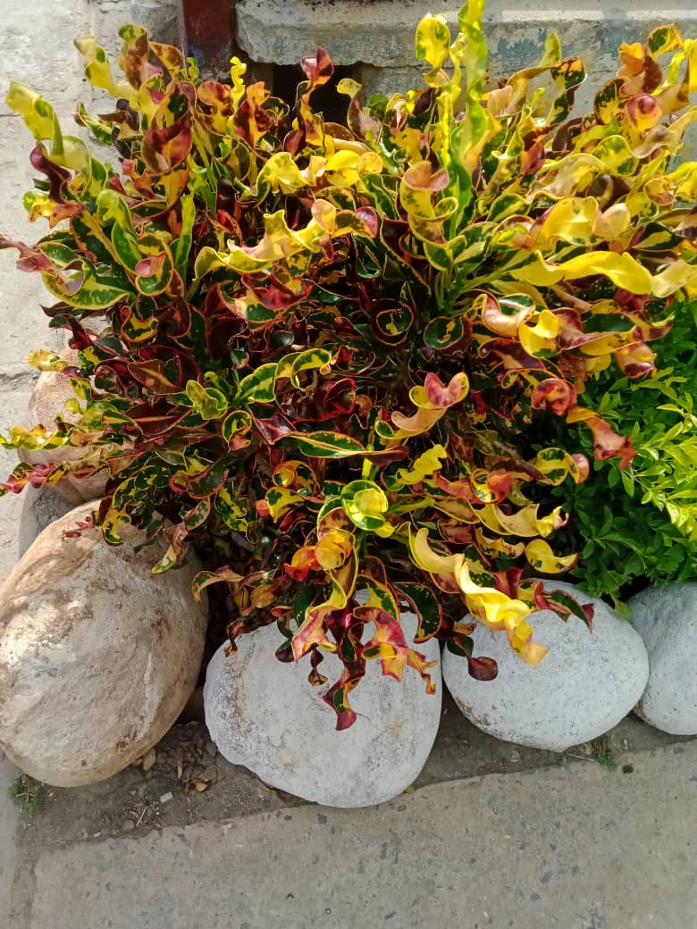 flores y más (4).jpeg