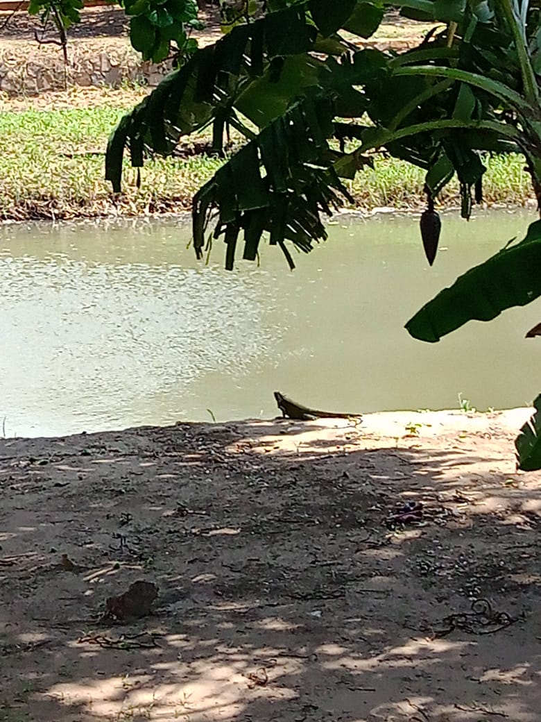 parque A (5).jpeg