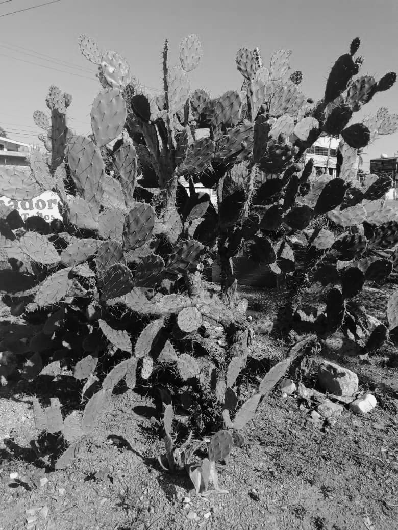 cactus (6).jpeg