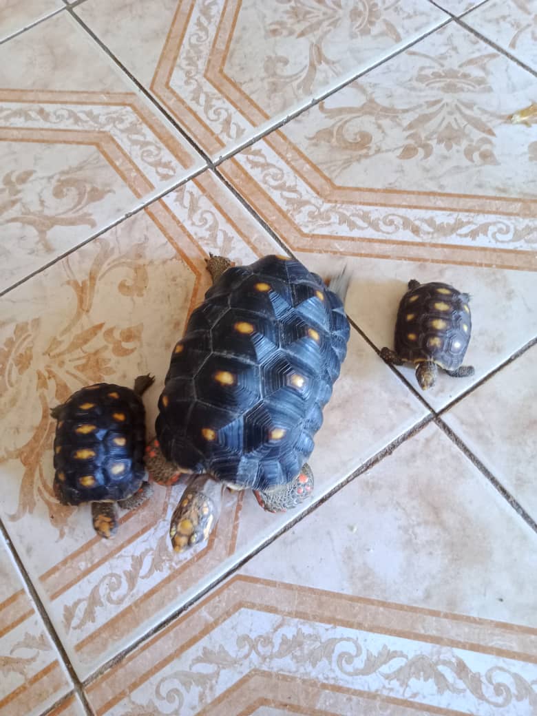  Phone Photography Contest  N° 05 🐢🐢 Race of Morrocoyas (Eng - Esp)