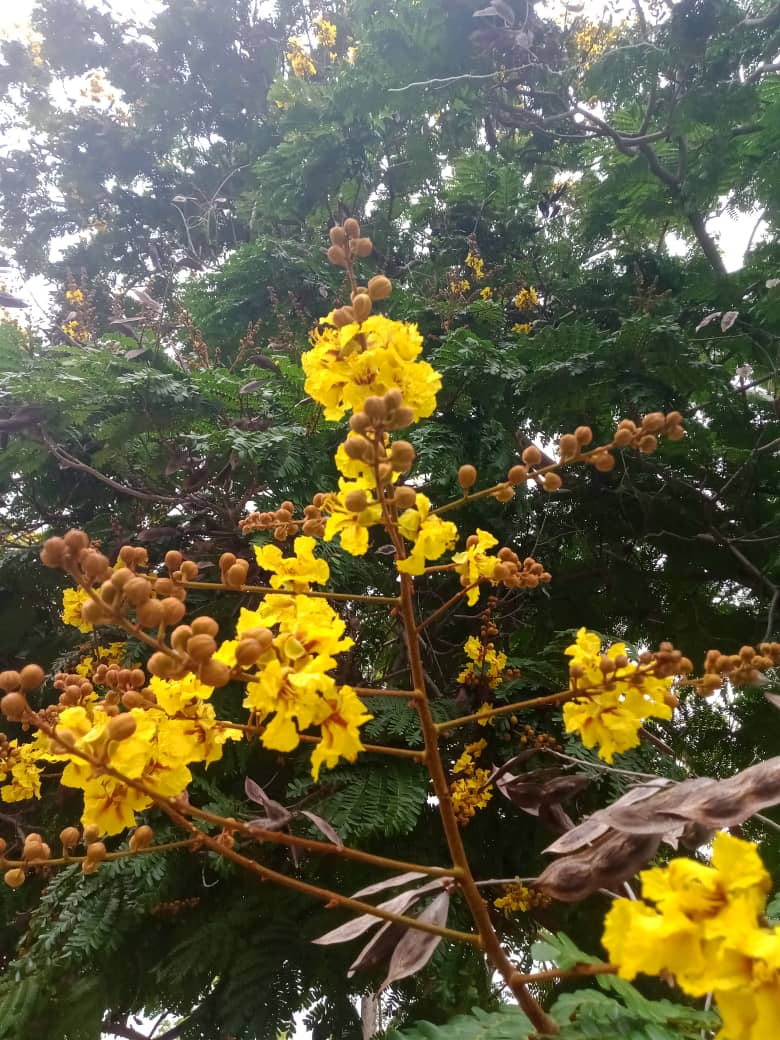 flores y más (10).jpeg