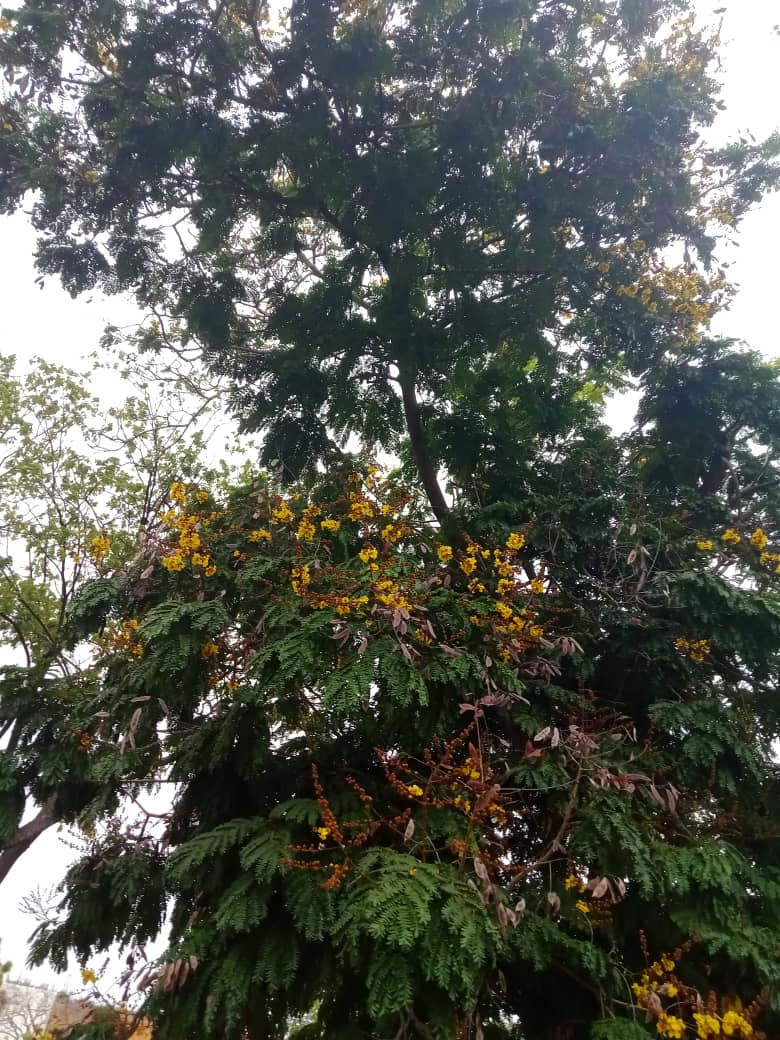 flores y más (6).jpeg