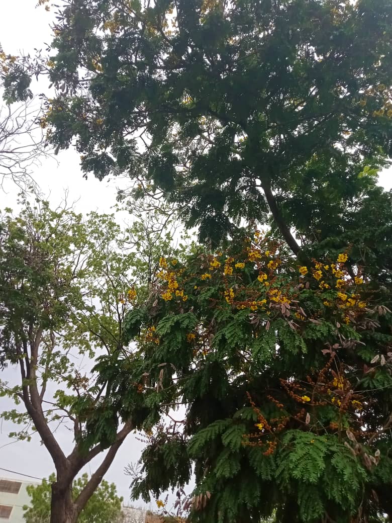 flores y más (3).jpeg