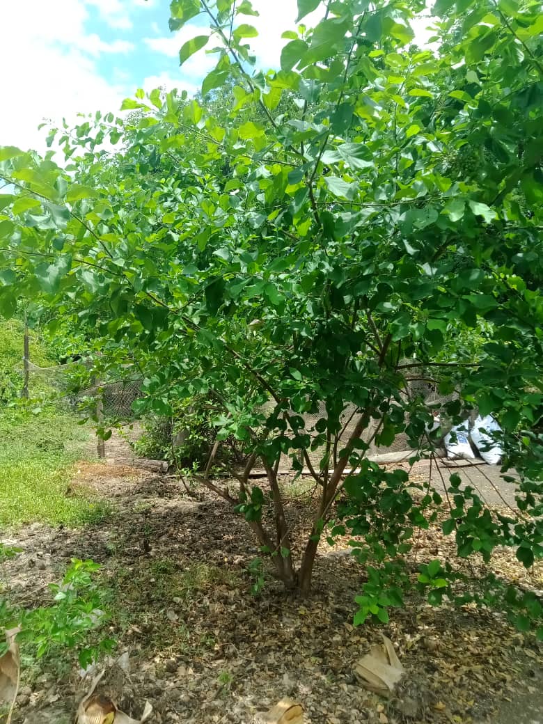 Catuaro (13).jpeg
