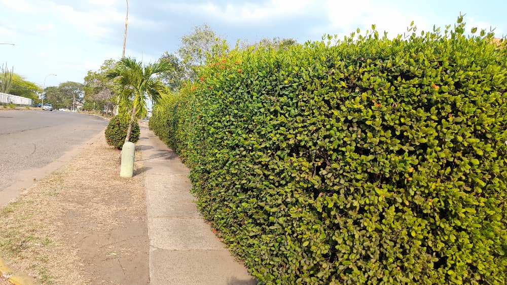 clinica icea (7).jpeg