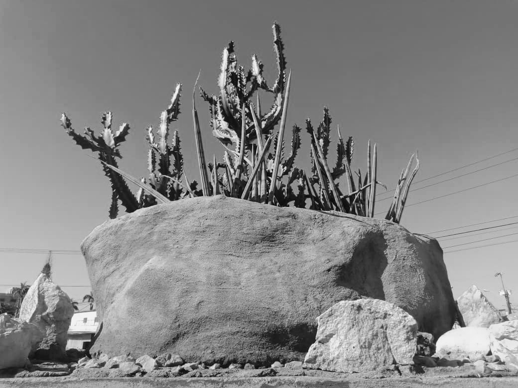 cactus (4).jpeg