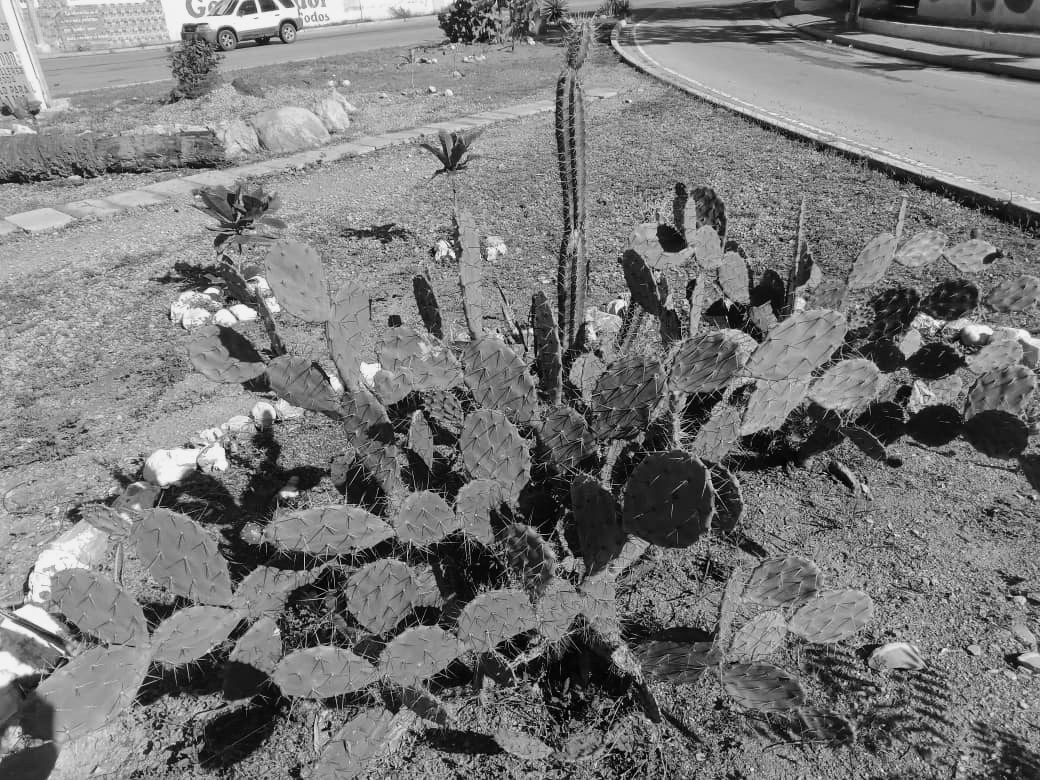 cactus (1).jpeg
