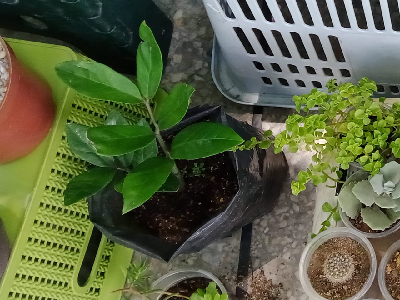 plant a tree (5).jpeg
