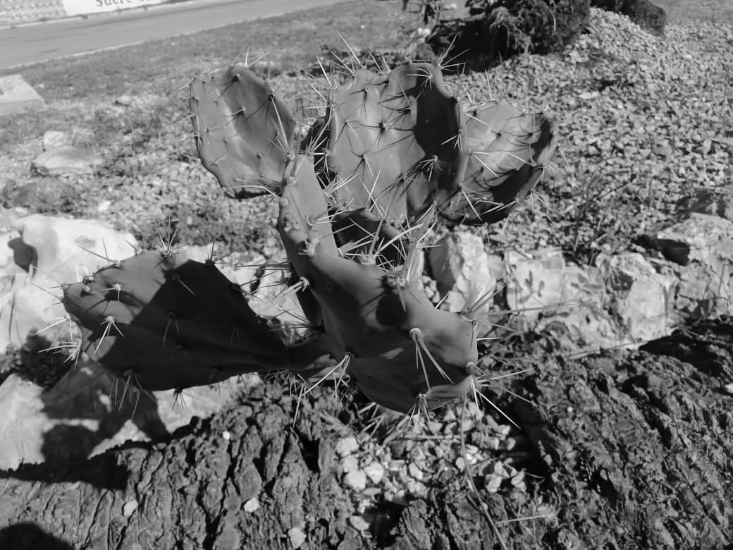 cactus (5).jpeg
