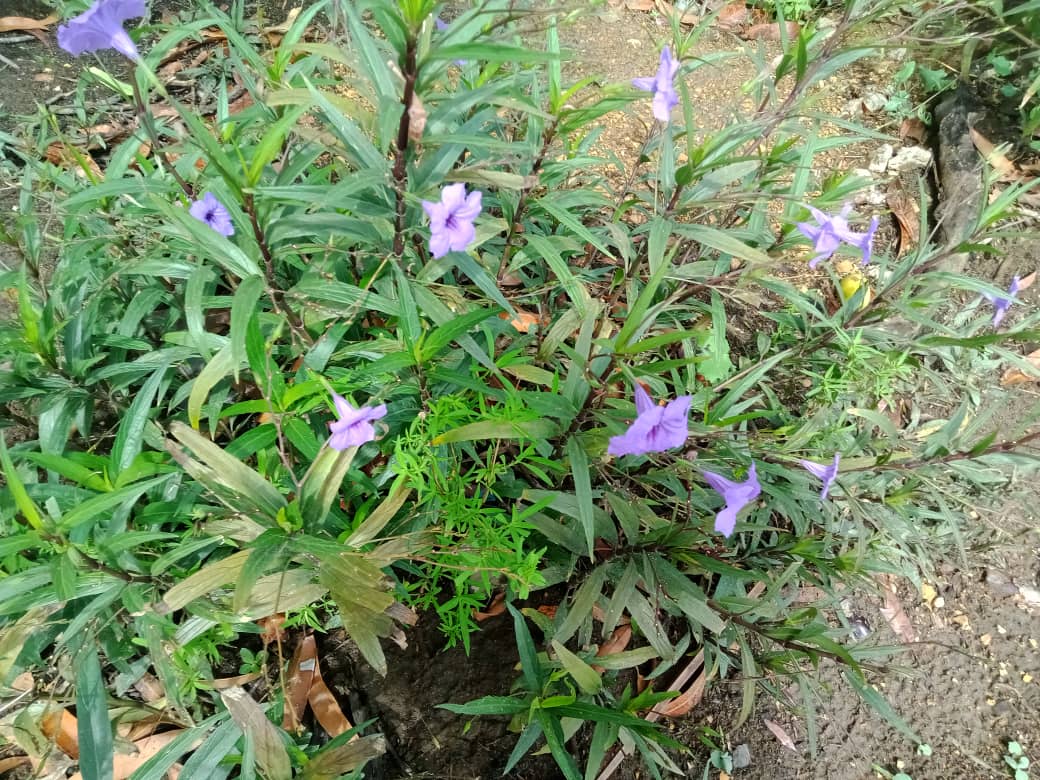 flores y más (12).jpeg