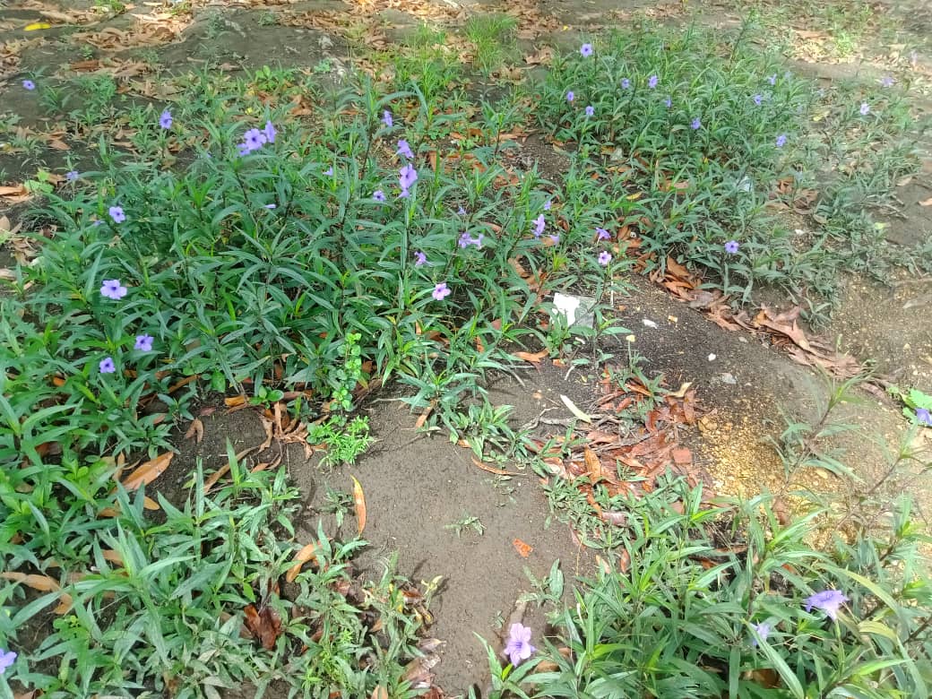 flores y más (5).jpeg