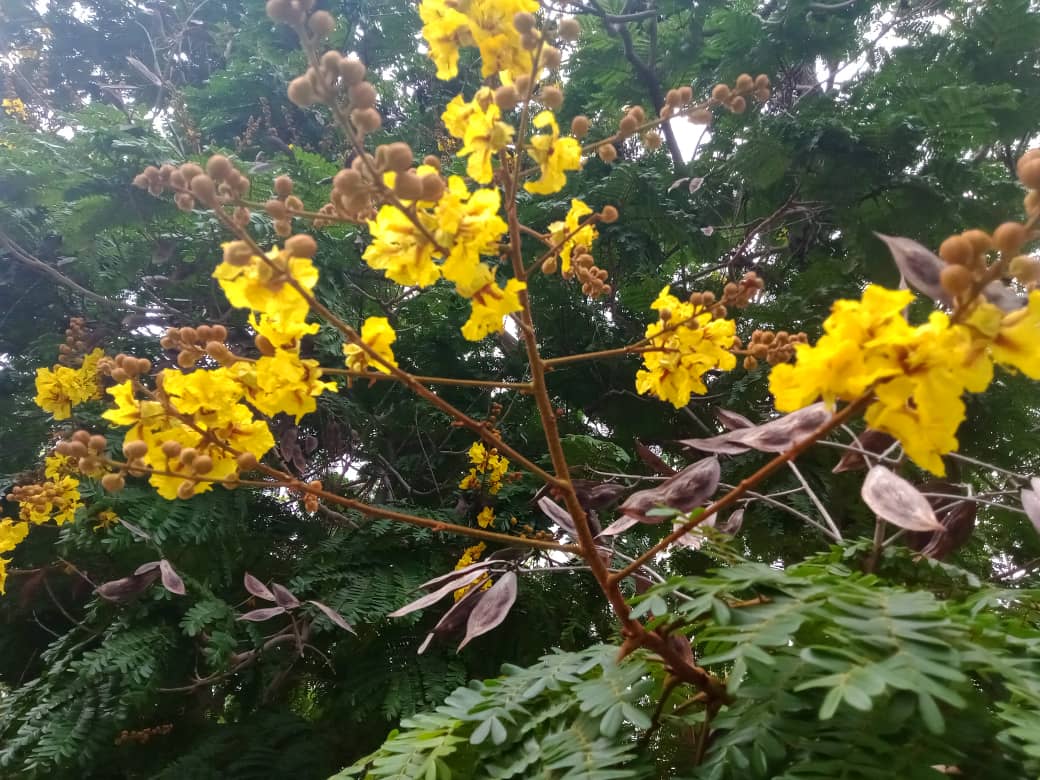 flores y más (1).jpeg